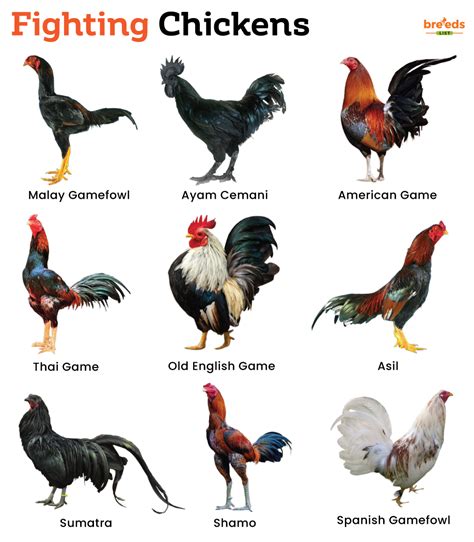 breeds of roosters for fighting
